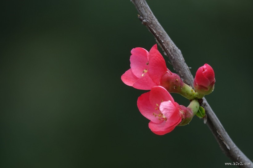 玫红色的海棠花图片
