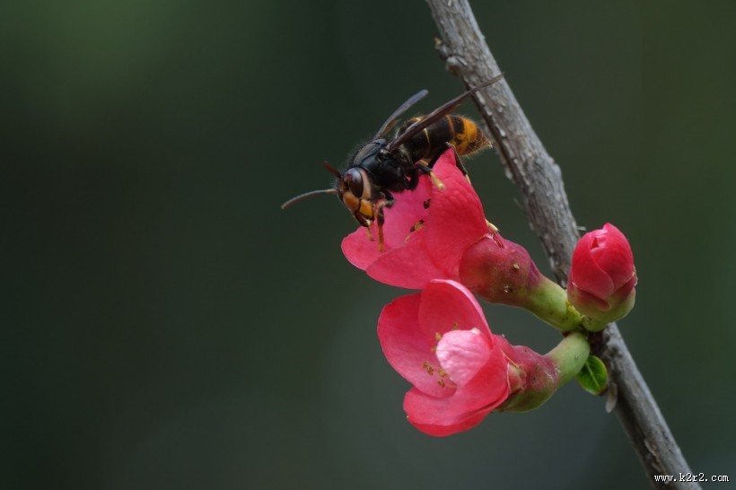 玫红色的海棠花图片
