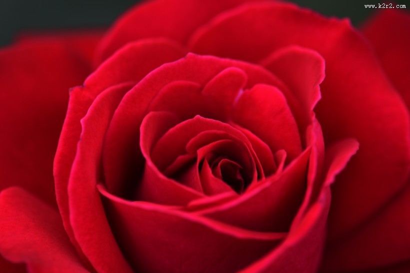 鲜红的玫瑰花图片大全