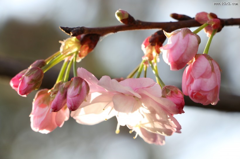 唯美绽放的樱花图片