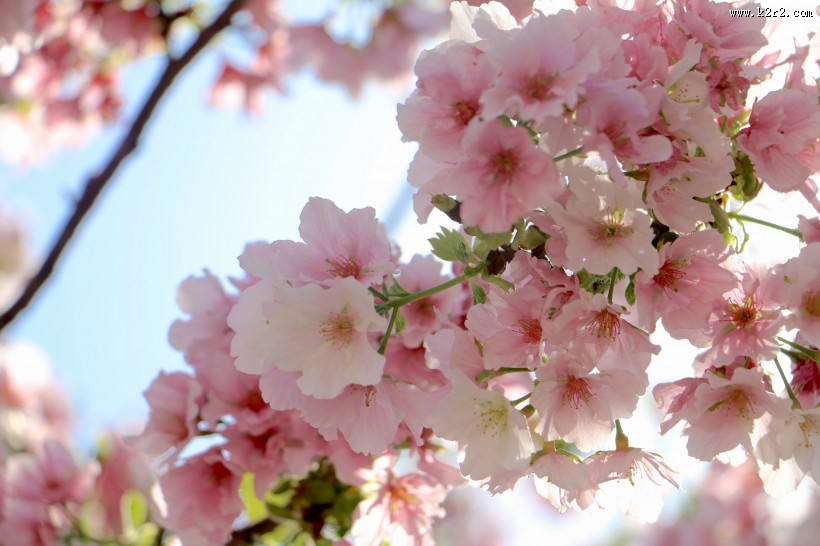 唯美绽放的樱花图片