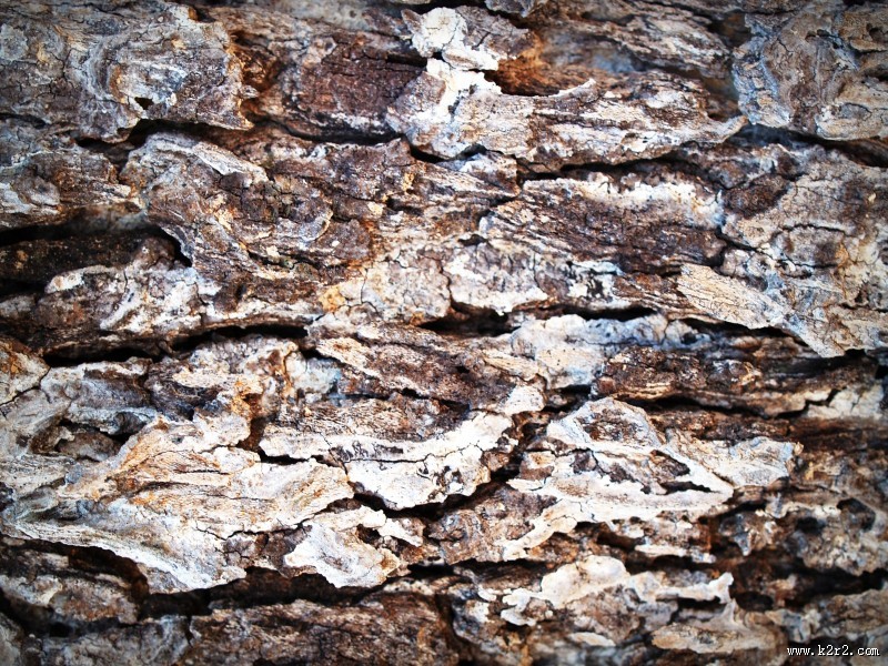 形态各异的树皮图片