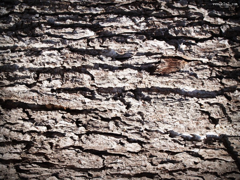 形态各异的树皮图片