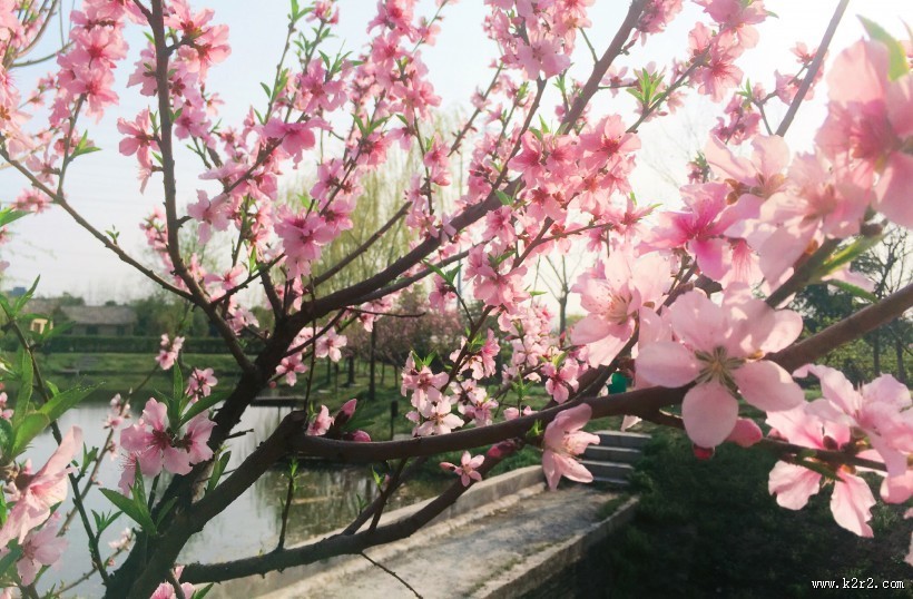 春季唯美桃花图片
