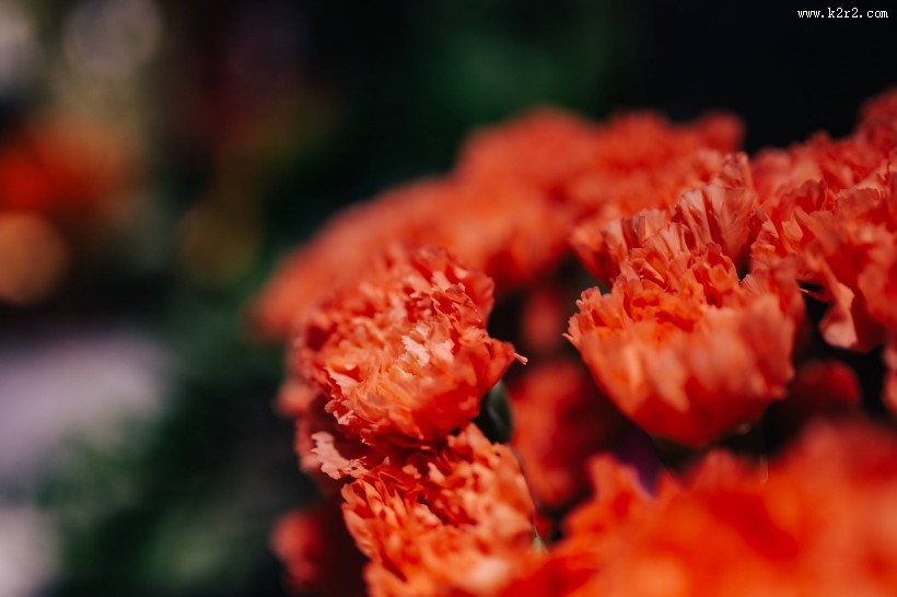 特写镜头下的鲜花和植物的图片大全