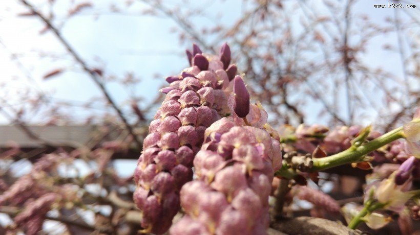 紫色的观赏植物图片大全