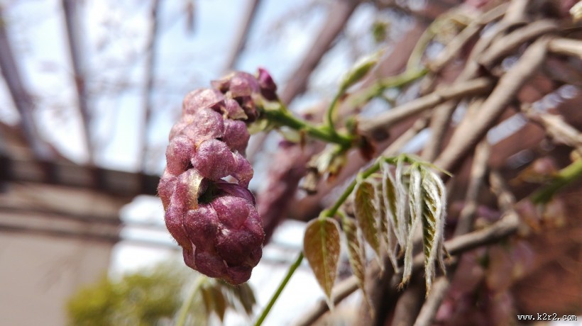 紫色的观赏植物图片大全