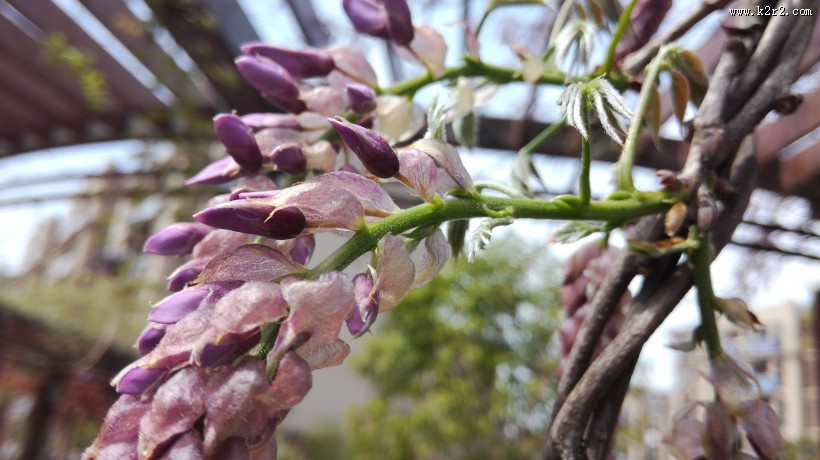紫色的观赏植物图片大全