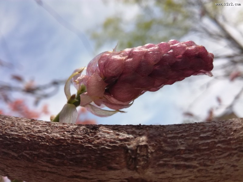 紫色的观赏植物图片大全