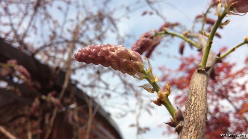 紫色的观赏植物图片大全