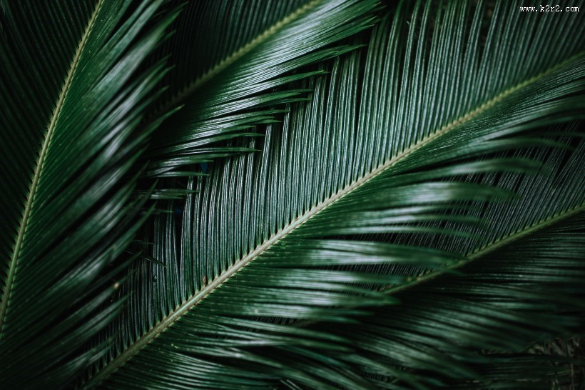 异国情调的鲜花和绿色植物图片