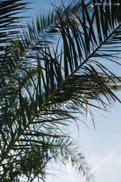 阳光下的棕榈树图片大全