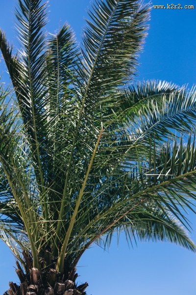 阳光下的棕榈树图片大全