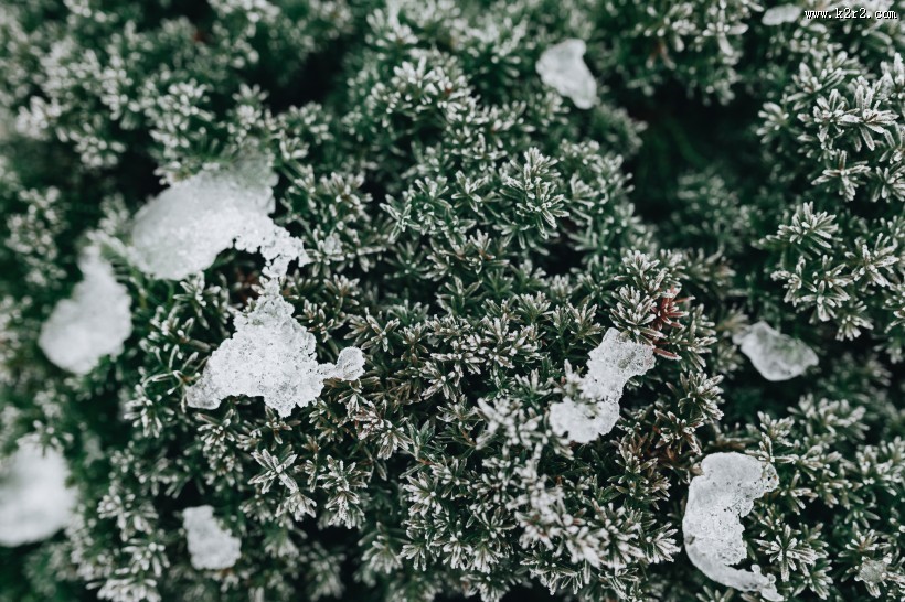 冰冻的树叶和树枝图片