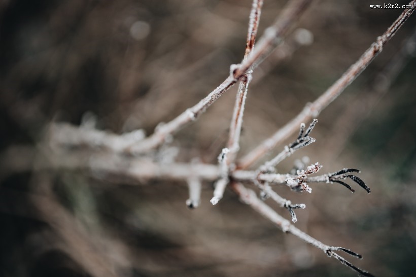 冰冻的树叶和树枝图片