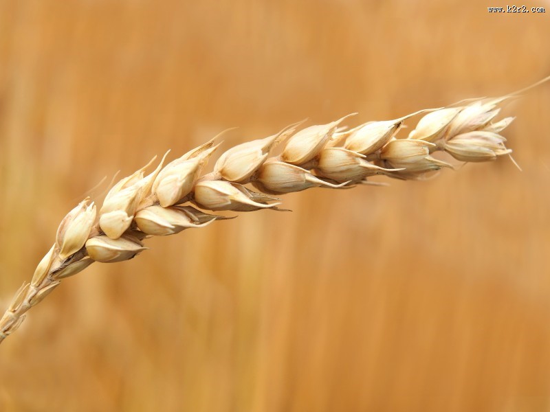 成熟的小麦图片大全