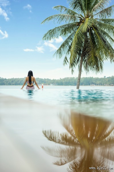 常绿乔木椰子树图片