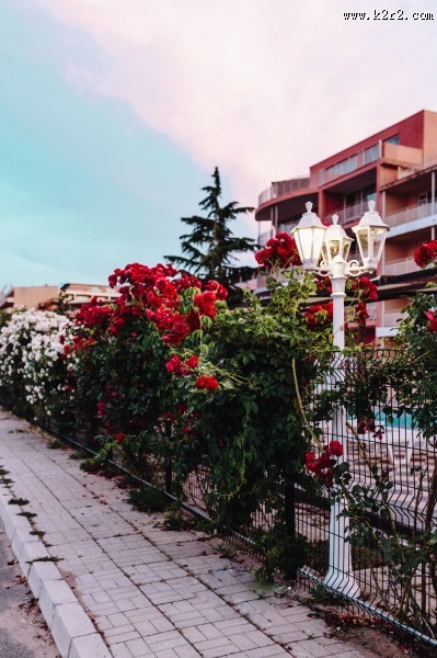 漂亮的玫瑰图片