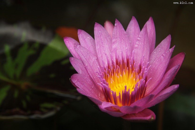 美丽的荷花花朵图片