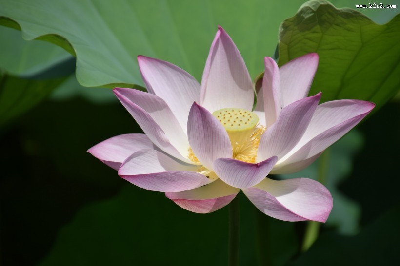 美丽的荷花花朵图片