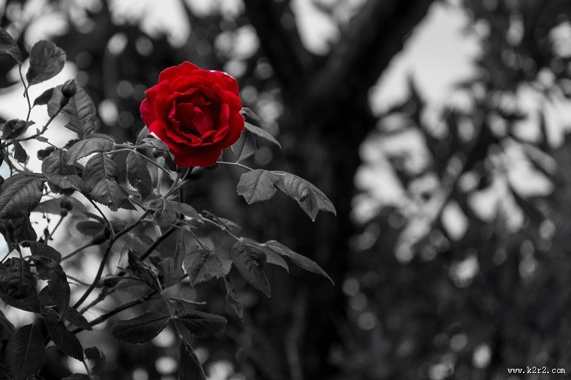 好看的红玫瑰花图片
