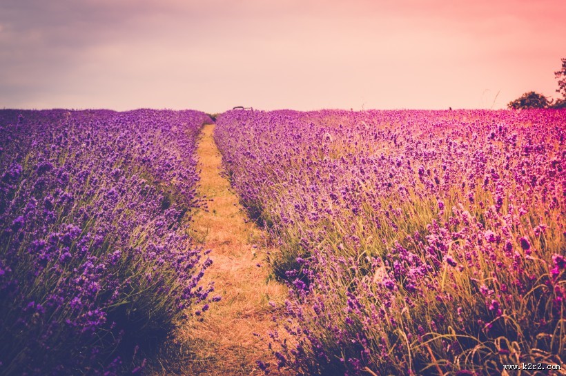 紫色的薰衣草花田图片