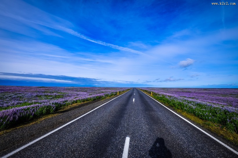 紫色的薰衣草花田图片