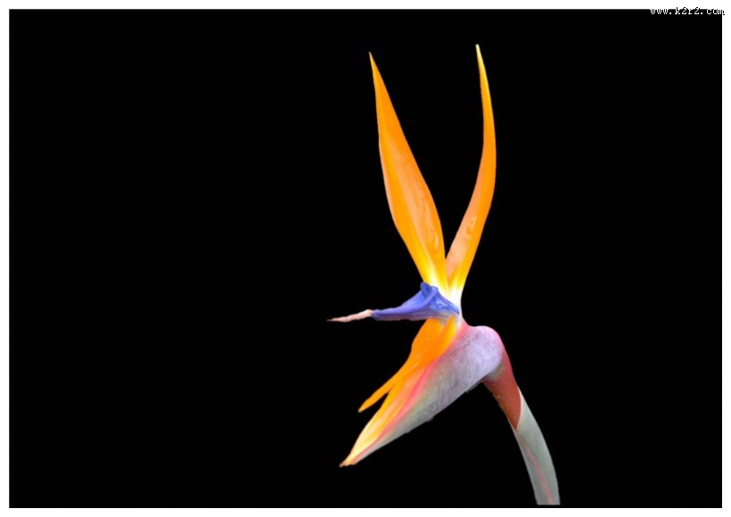 黑色背景的鹤望兰图片