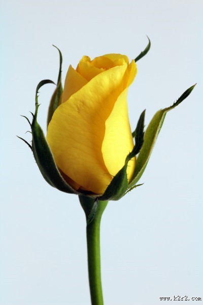 热情明亮的黄玫瑰图片