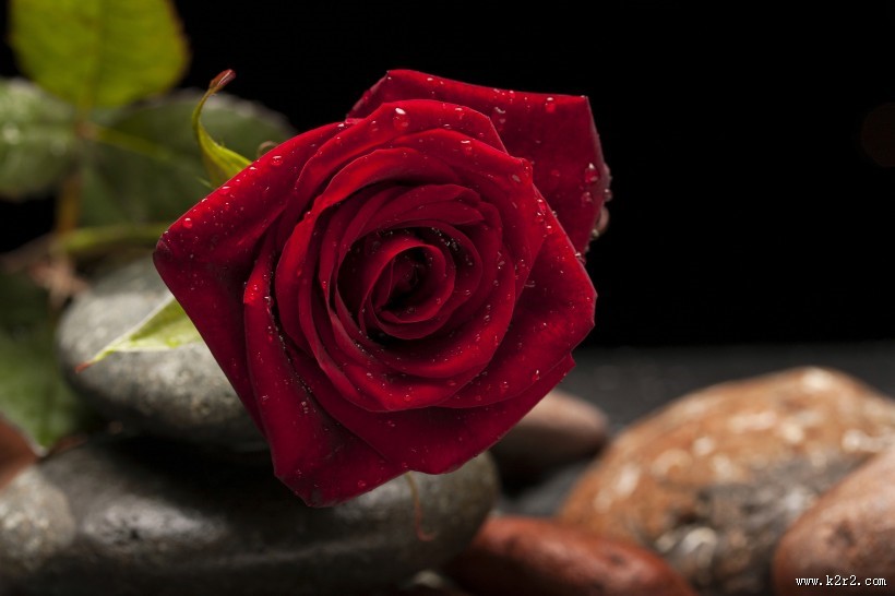 艳丽高贵的红玫瑰图片