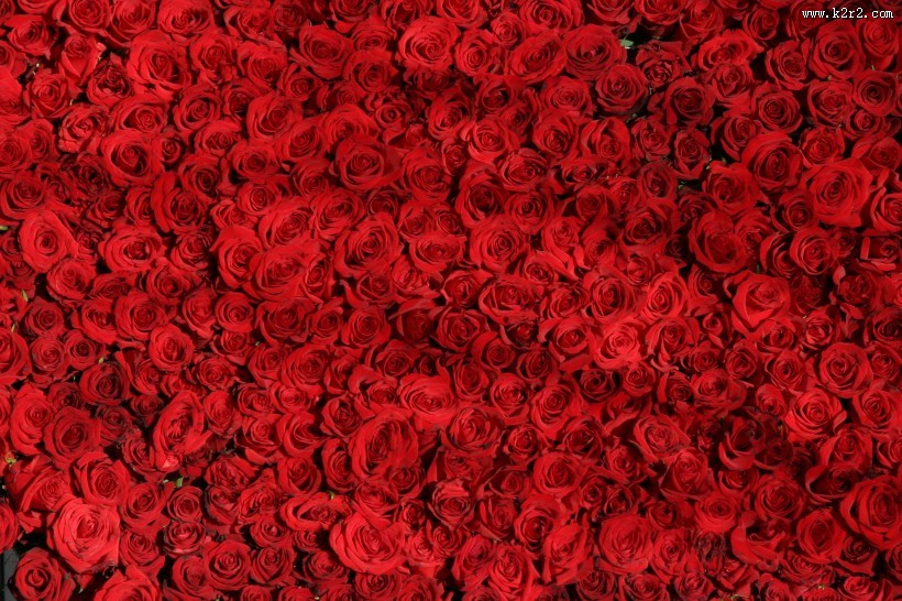 艳丽高贵的红玫瑰图片