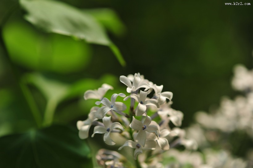 淡雅丁香花图片