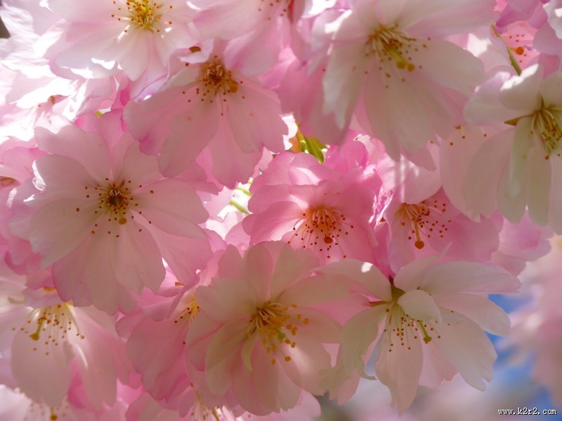淡雅清新的樱花图片大全