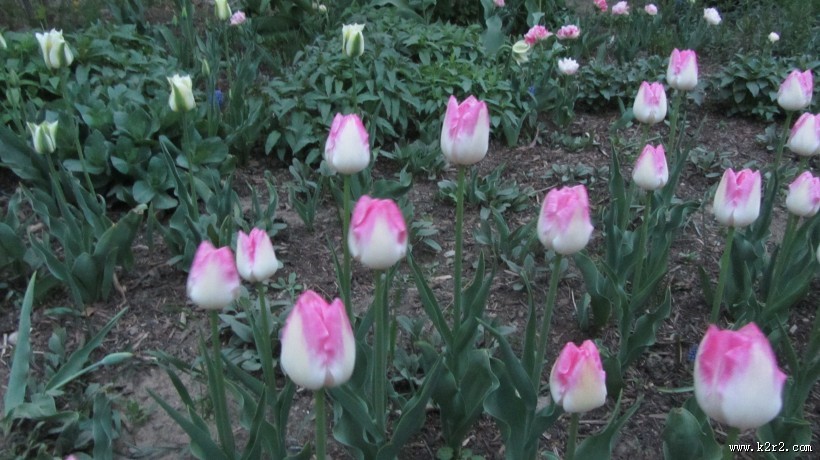 盛开的郁金香图片