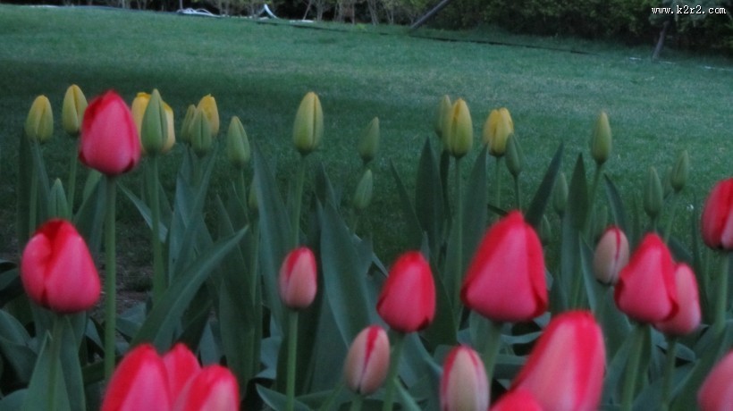 盛开的郁金香图片