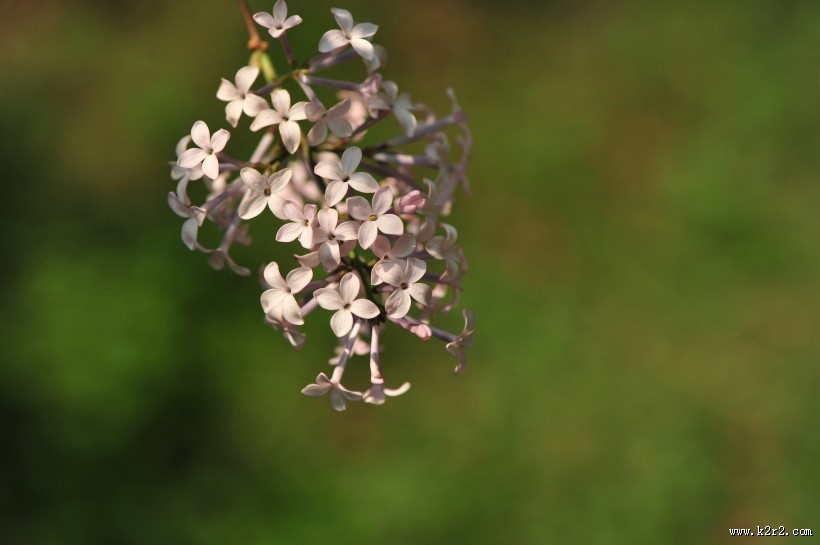 淡紫色丁香花图片