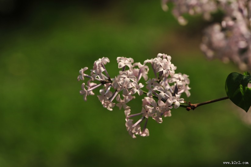 淡紫色丁香花图片