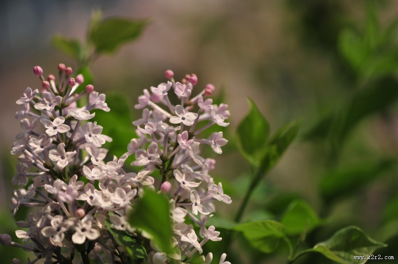 淡紫色丁香花图片