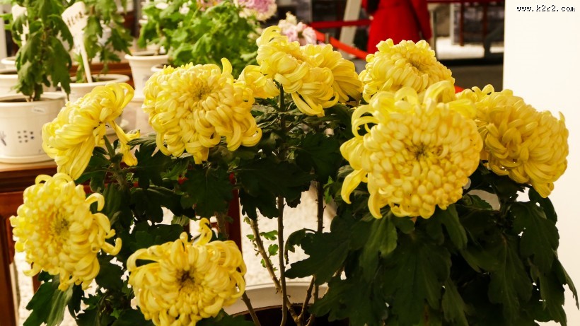 盛开的金色菊花图片