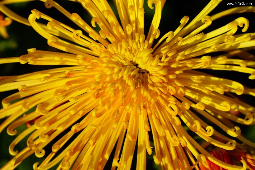 盛开的金色菊花图片