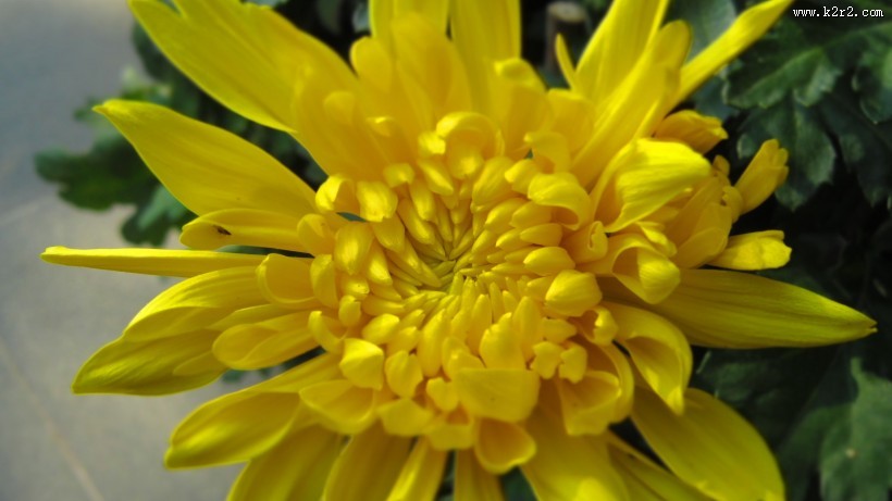 盛开的金色菊花图片