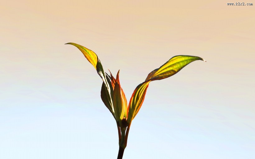 秋季绿色的小嫩芽图片大全