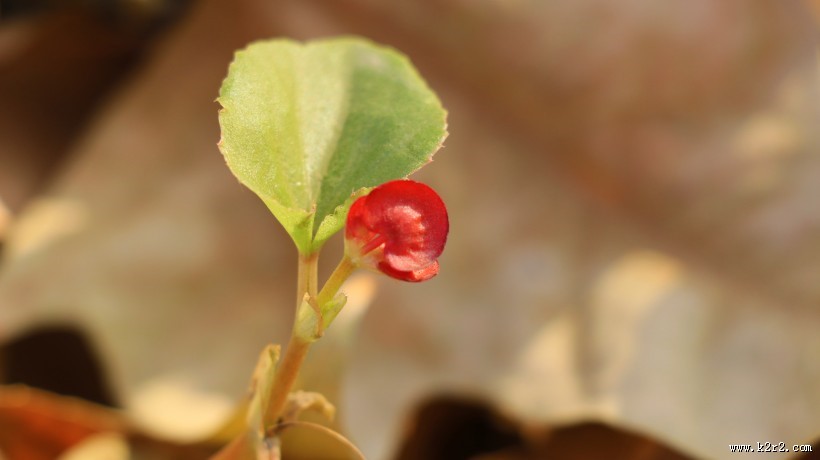 秋季绿色的小嫩芽图片大全