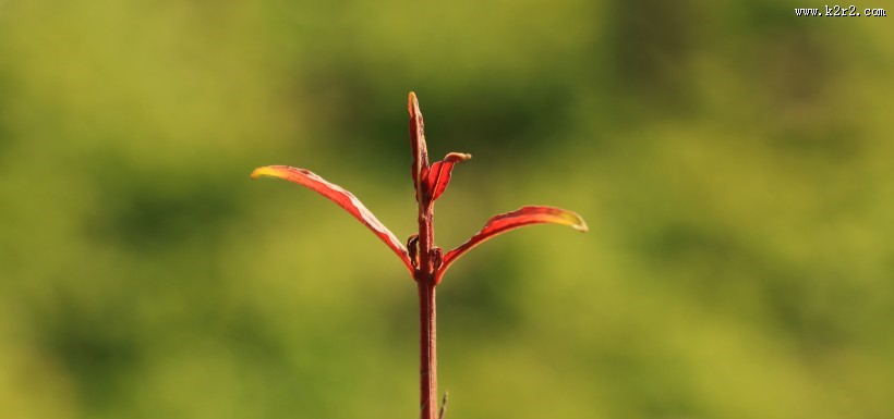秋季绿色的小嫩芽图片大全