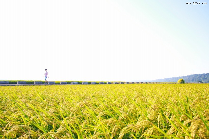 广阔的稻田图片