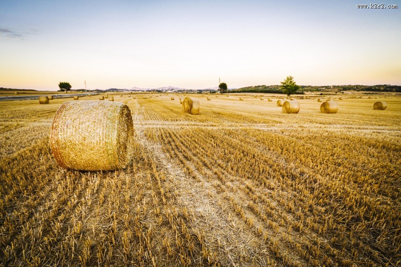 广阔的稻田图片