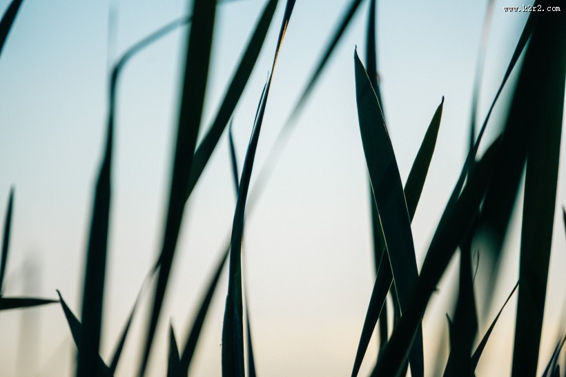 嫩绿的青草图片大全