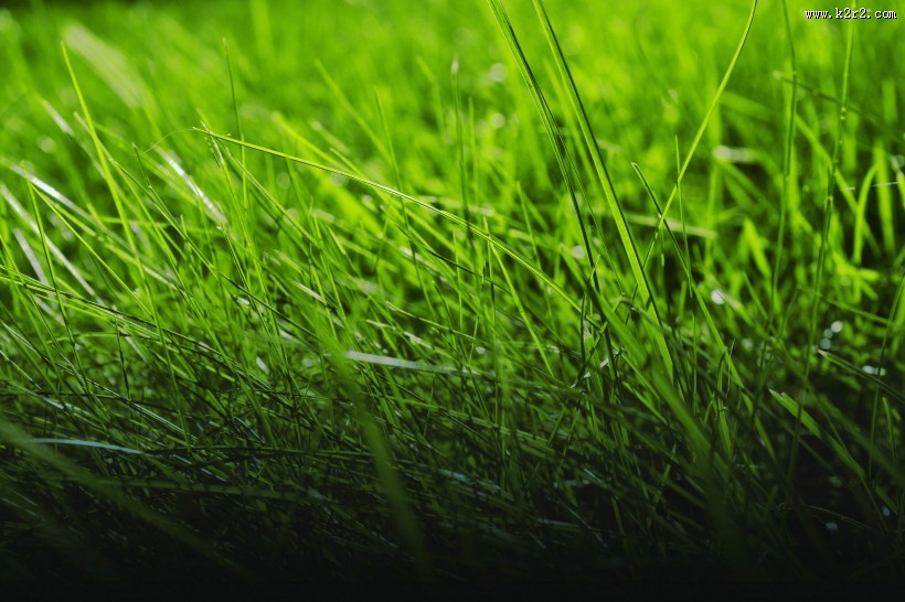 嫩绿的青草图片大全