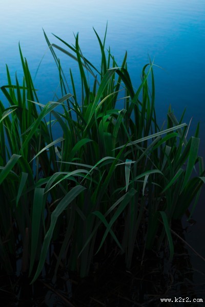 嫩绿的青草图片大全