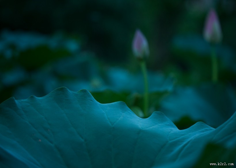 夏天绿色的荷叶图片